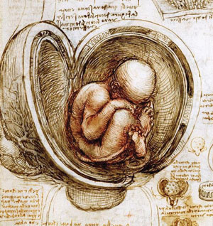 Views of a Foetus in the Womb (c. 1510 - 1512) by Leonardo da Vinci (cropped).