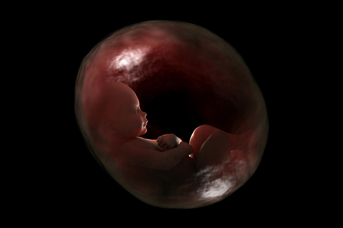 fetus